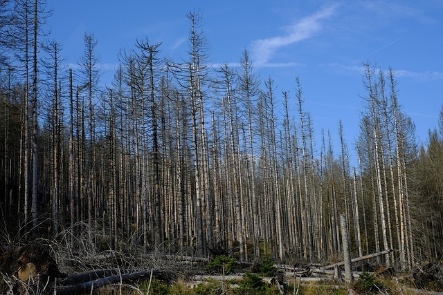 BAFU: Tempo von Klimawandel übersteigt natürliche Fähigkeit von Waldökosystems - keine Zukunft für Fichtenwälder im Mittelland, tausende von Buchen sterben im Jura