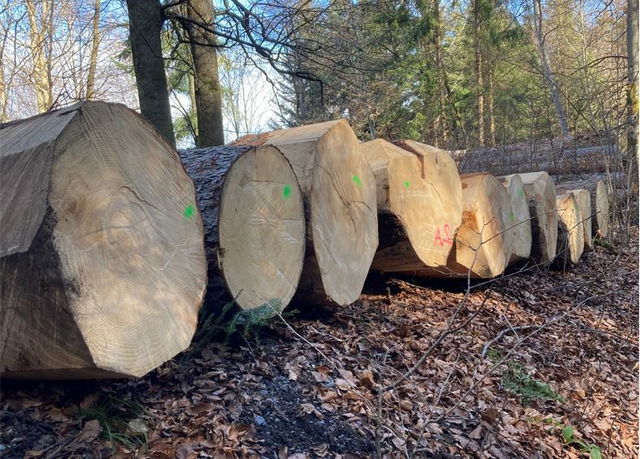 Schweizerische Forststatistik 2022: Holzernte steigt um 4% im Jahr 2022-Energieholz im Hoch