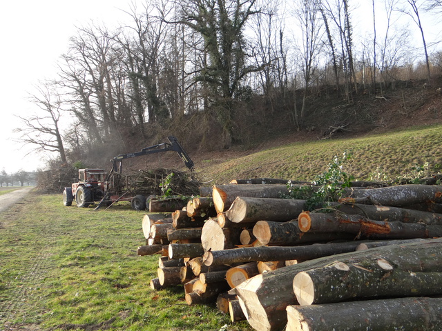 Holzenergie Schweiz: Noch viel Luft nach oben - mehr brachliegendes Energieholz als gedacht am Beispiel des Kantons Solothurn