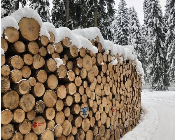 Forêt Suisse : Les prix des bois ronds se sont redressés, leur niveau actuel doit être maintenu