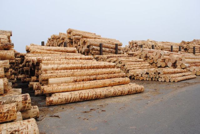 Industrie du bois Suisse : Priorité à la protection des forêts et à la transformation du bois bostryché
