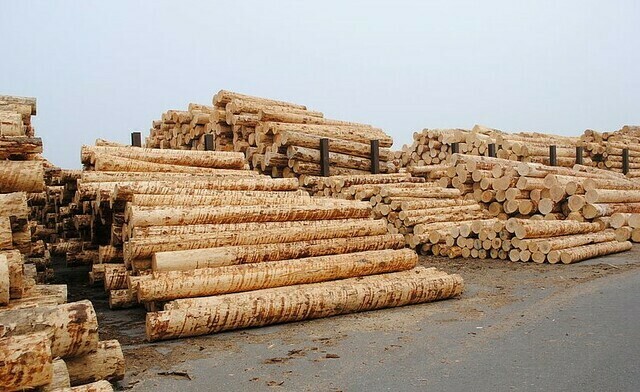 Schweizer Holzindustrie-Kongress: „Uns geht das Rundholz aus!“ - jährlich zusätzlich 1 Mio. Kubik Rohholz für den Schweizer Markt - 